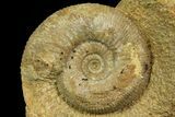 Jurassic Ammonite (Stephanoceras) Fossil - England #171243-1